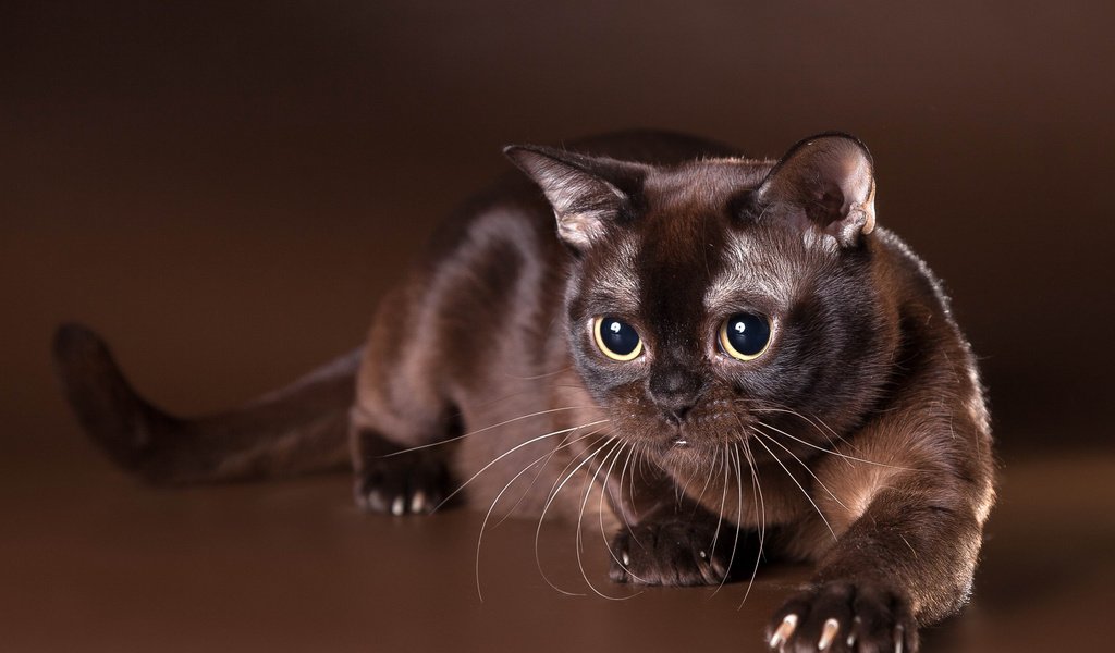 Обои взгляд, бурма, бурманская кошка, шоколадный окрас, look, burma, the burmese, chocolate color разрешение 2560x1706 Загрузить