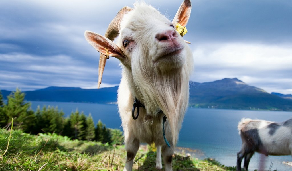 Обои природа, животные, коза, nature, animals, goat разрешение 1920x1200 Загрузить