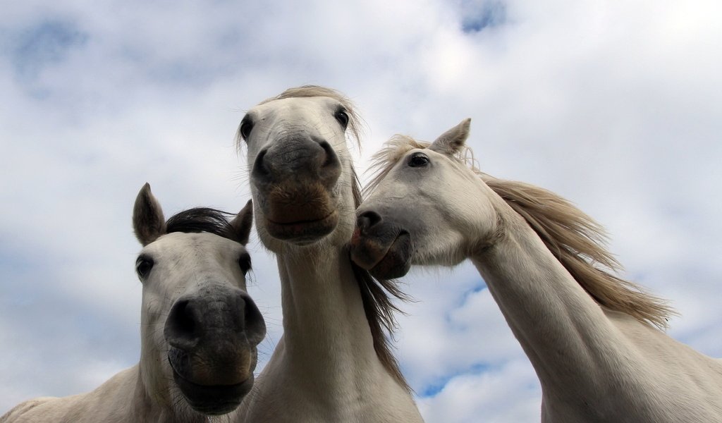 Обои природа, фон, кони, nature, background, horses разрешение 2048x1367 Загрузить