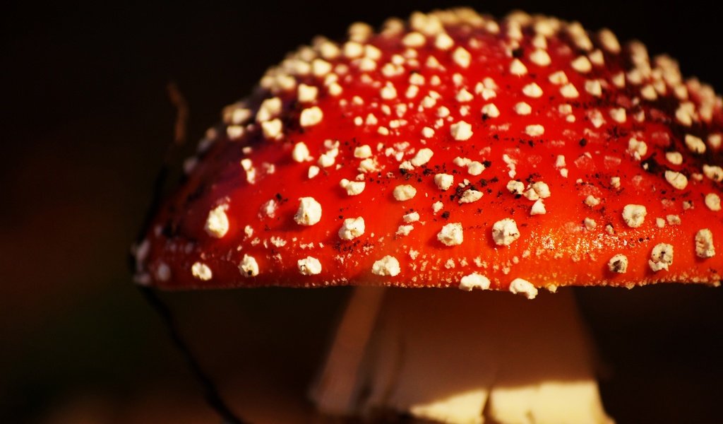 Обои природа, фон, гриб, мухомор, крупным планом, nature, background, mushroom, closeup разрешение 2880x1817 Загрузить
