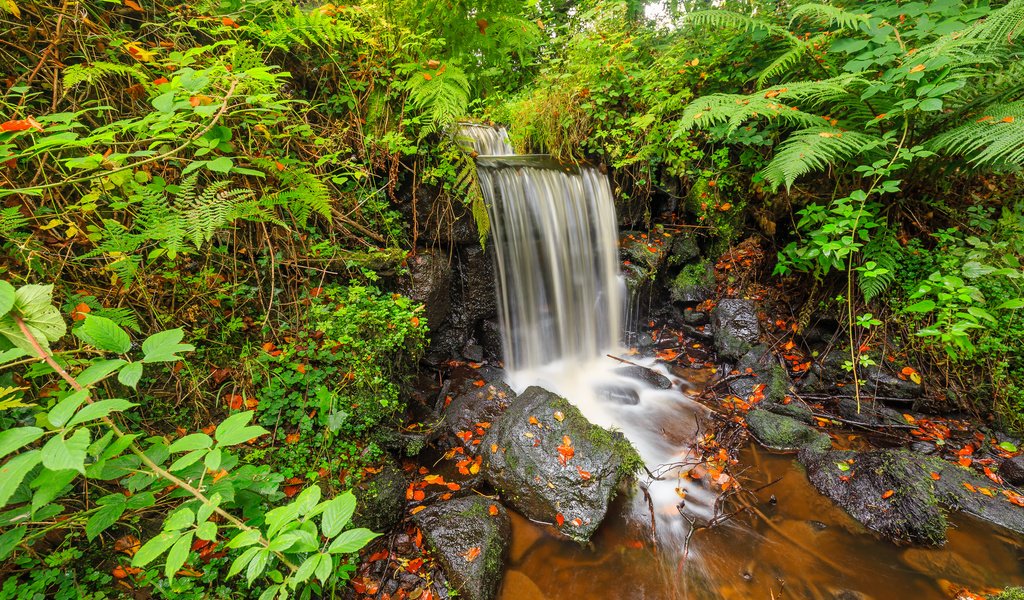 Обои природа, камни, растения, ручей, водопад, осень, папоротник, nature, stones, plants, stream, waterfall, autumn, fern разрешение 2738x1825 Загрузить