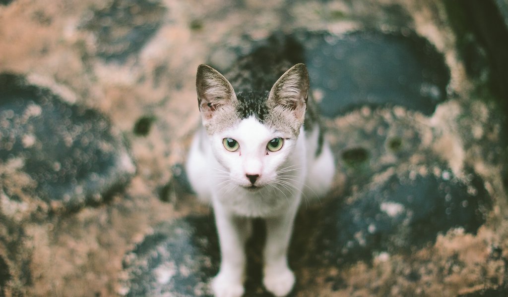 Обои глаза, кот, лапы, улица, уши, eyes, cat, paws, street, ears разрешение 3888x2592 Загрузить