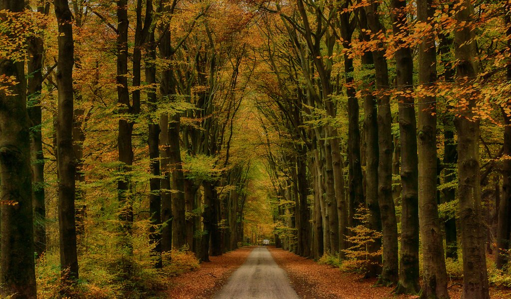 Обои дорога, деревья, лес, пейзаж, осень, road, trees, forest, landscape, autumn разрешение 2500x1667 Загрузить