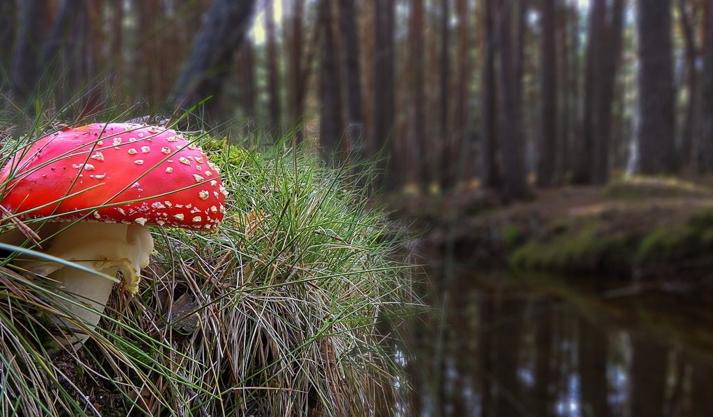 Обои трава, природа, осень, гриб, мухомор, grass, nature, autumn, mushroom разрешение 2036x1093 Загрузить