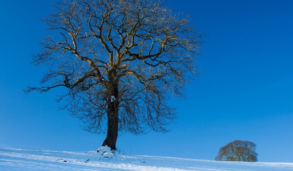 Обои небо, снег, дерево, зима, пейзаж, the sky, snow, tree, winter, landscape разрешение 2880x2362 Загрузить