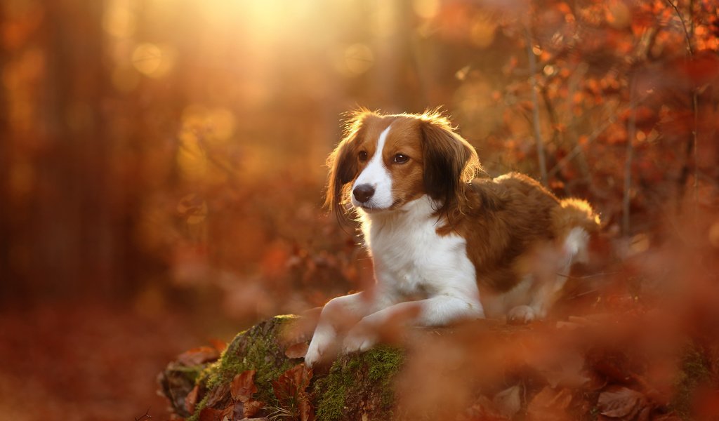 Обои листья, осень, собака, коикерхондье, койкерхондье, leaves, autumn, dog, kooikerhondje разрешение 2048x1365 Загрузить