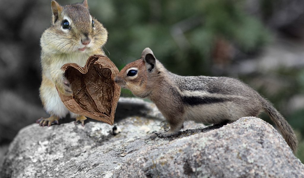 Обои животные, пара, пень, грызуны, бурундуки, зверюшки, animals, pair, stump, rodents, chipmunks разрешение 2048x1365 Загрузить