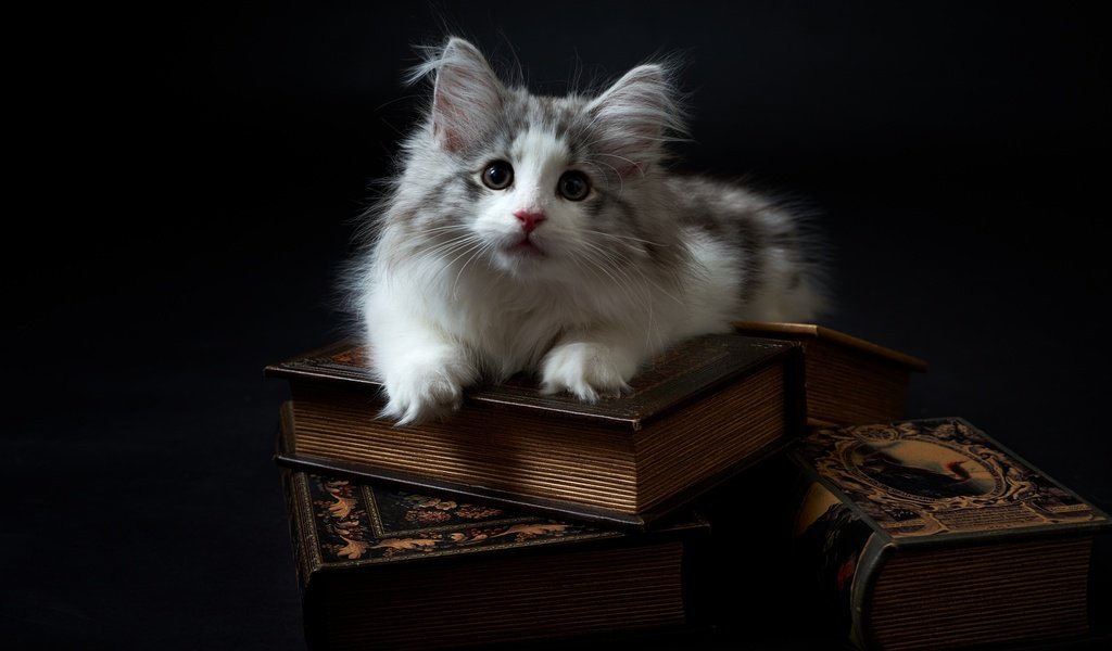 Обои фон, кот, мордочка, усы, кошка, взгляд, книги, котенок, background, cat, muzzle, mustache, look, books, kitty разрешение 2880x1922 Загрузить