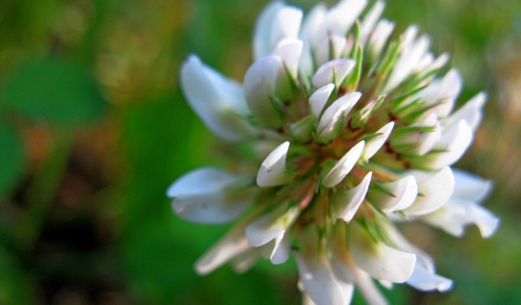 Обои клевер, цветок, белый, зеленый фон, clover, flower, white, green background разрешение 2272x1704 Загрузить