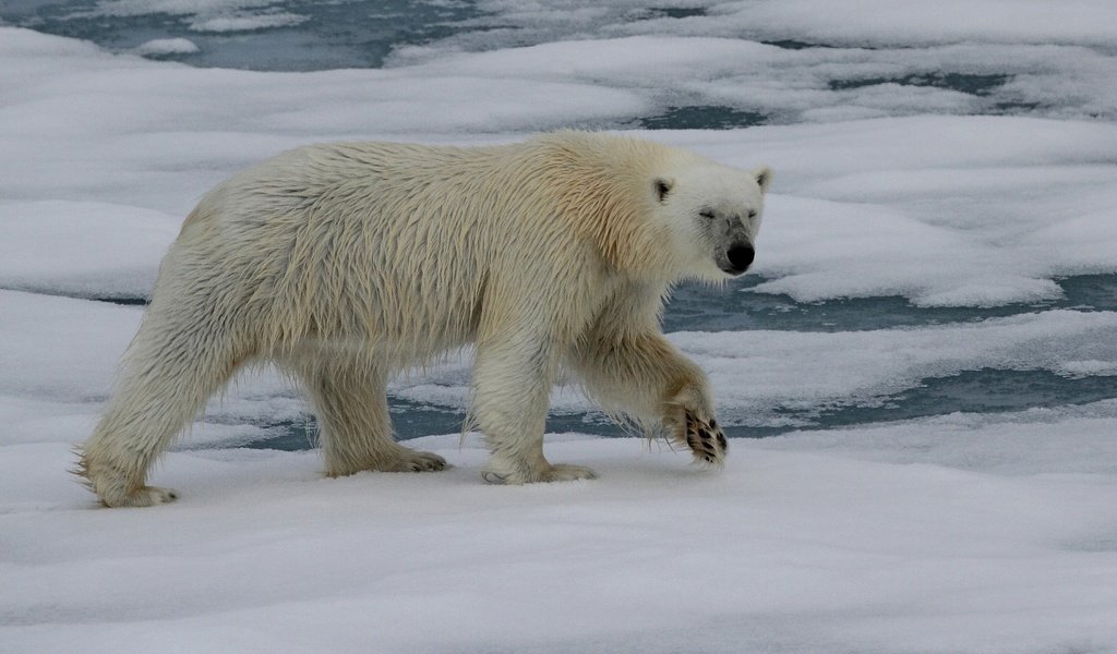 Обои животные, полярный медведь, медведь, белый медведь, animals, polar bear, bear разрешение 2880x2369 Загрузить