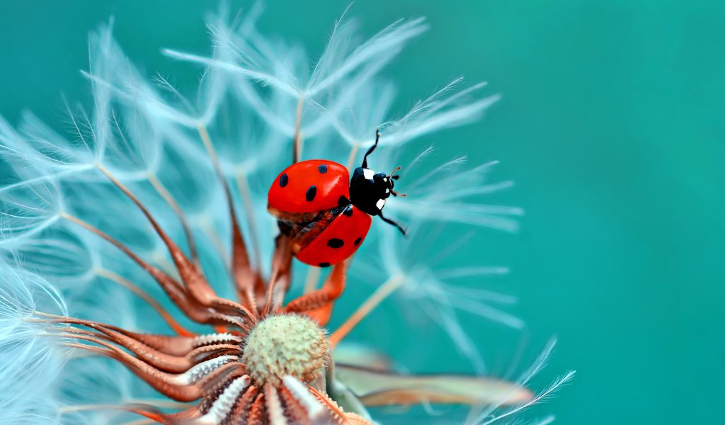 Обои жук, макро, цветок, божья коровка, одуванчик, beetle, macro, flower, ladybug, dandelion разрешение 2048x1410 Загрузить