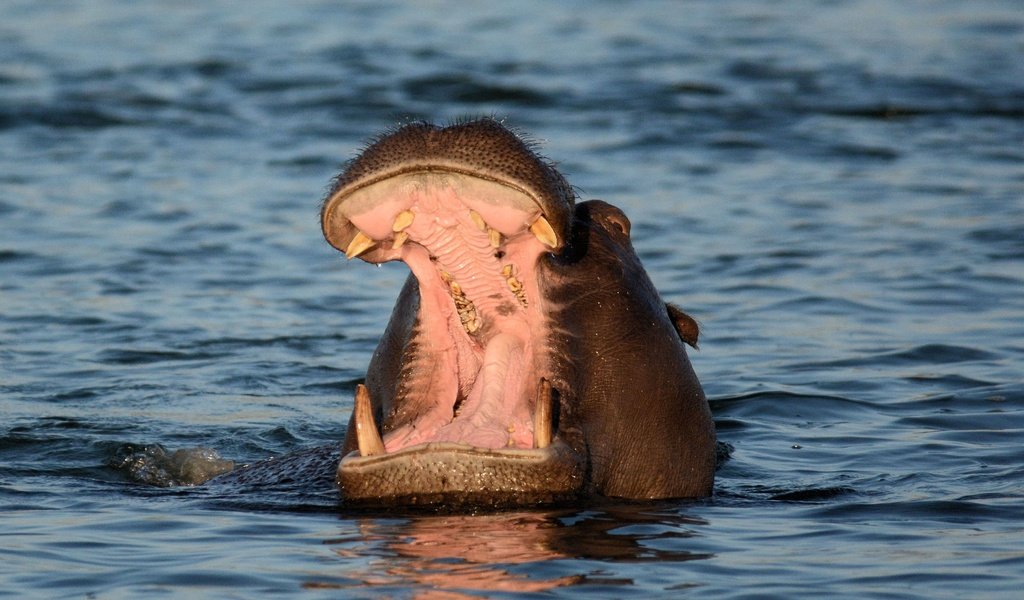 Обои морда, вода, пасть, бегемот, face, water, mouth, hippo разрешение 3735x2501 Загрузить