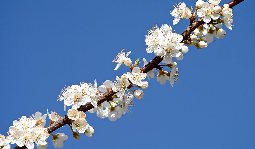 Обои небо, ветка, лепестки, сад, весна, the sky, branch, petals, garden, spring разрешение 2048x1365 Загрузить