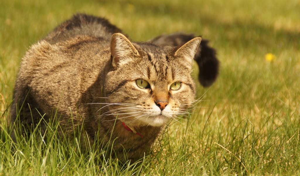 Обои трава, кот, смотрит, взгляд, сидит, ошейник, grass, cat, looks, look, sitting, collar разрешение 2880x1914 Загрузить