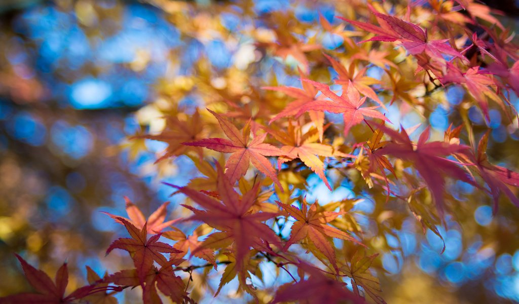 Обои небо, листья, макро, ветки, осень, клен, the sky, leaves, macro, branches, autumn, maple разрешение 2048x1356 Загрузить