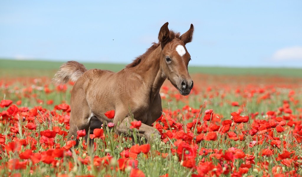 Обои небо, цветы, лошадь, поле, лето, маки, коричневый, жеребенок, the sky, flowers, horse, field, summer, maki, brown, foal разрешение 2880x1920 Загрузить