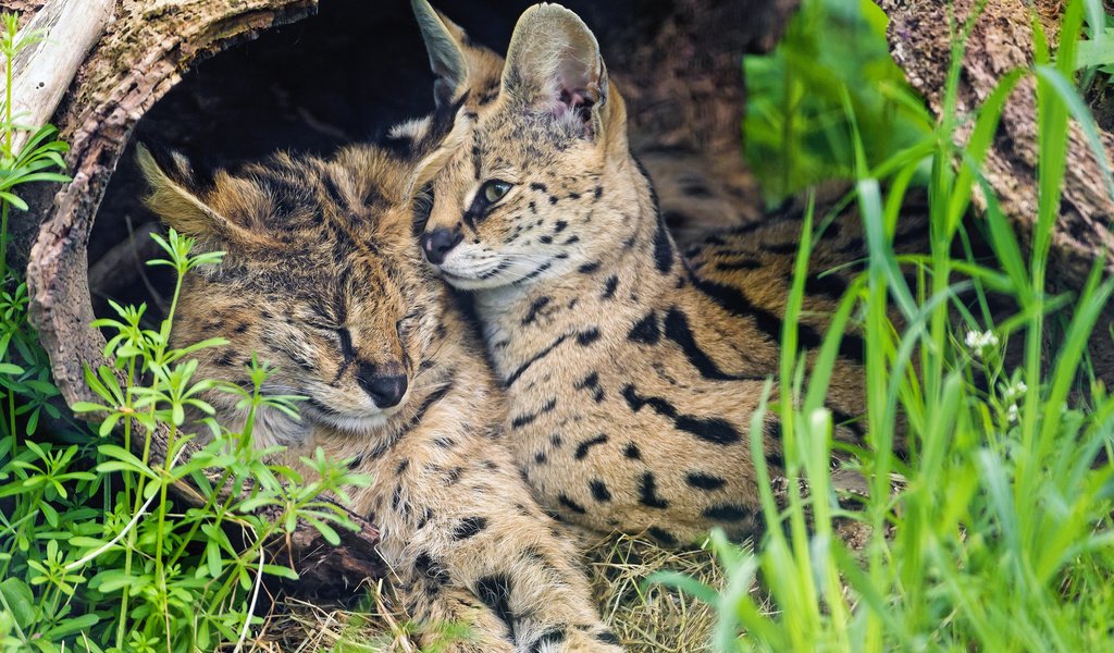 Обои трава, пара, кошки, сервал, ©tambako the jaguar, grass, pair, cats, serval разрешение 2048x1639 Загрузить