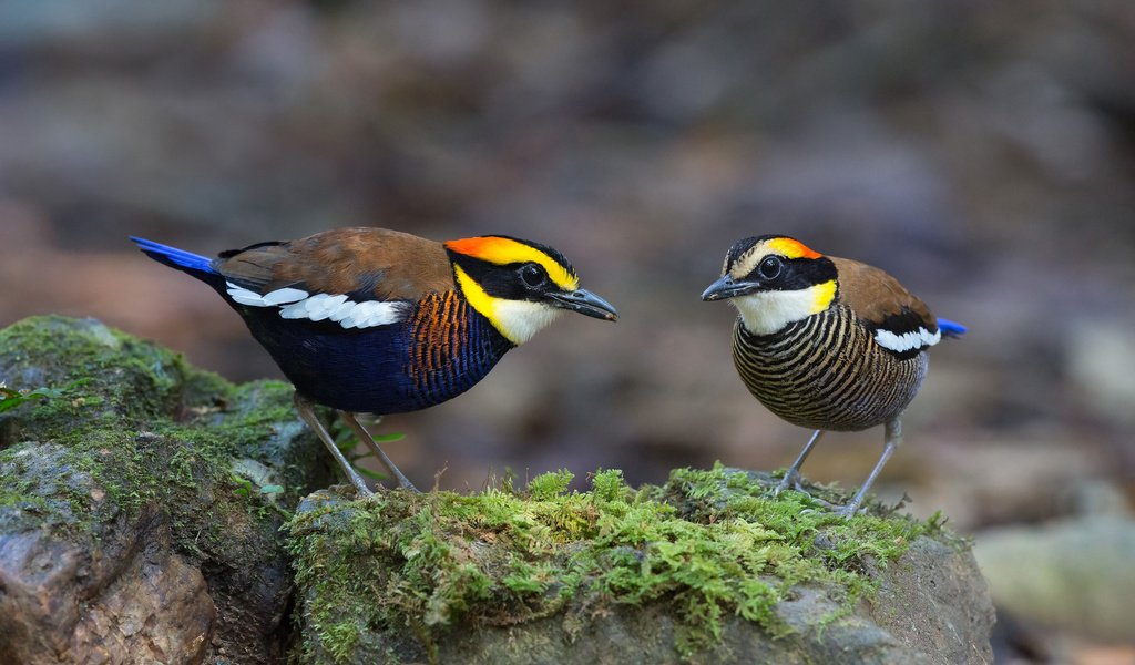 Обои камни, птицы, мох, питты, banded pitta, stones, birds, moss, pitta разрешение 2048x1281 Загрузить