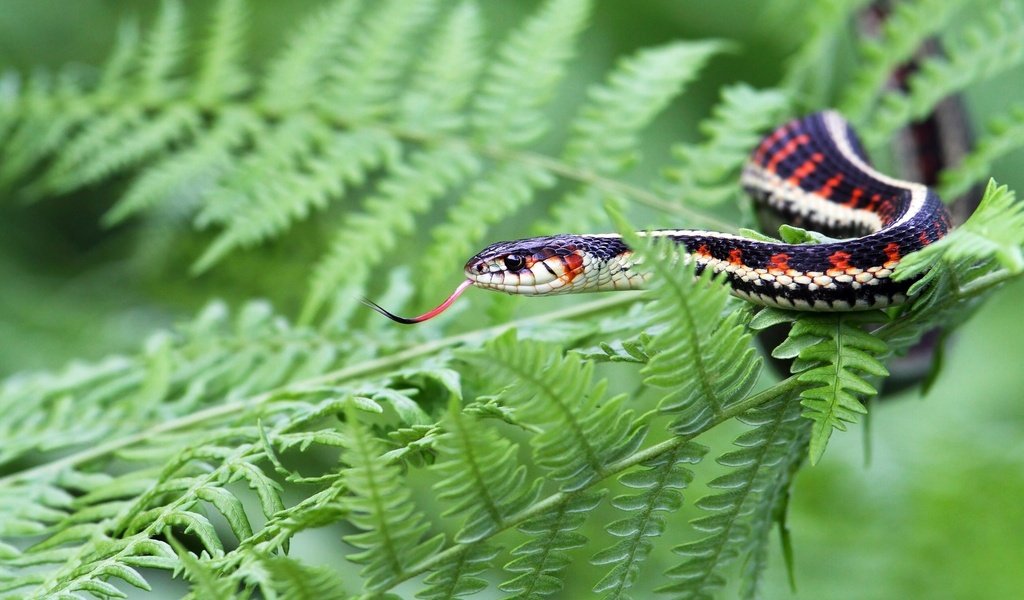 Обои уж, змея, растение, папоротник, рептилия, пресмыкающиеся, жало, so, snake, plant, fern, reptile, reptiles, sting разрешение 2048x1281 Загрузить