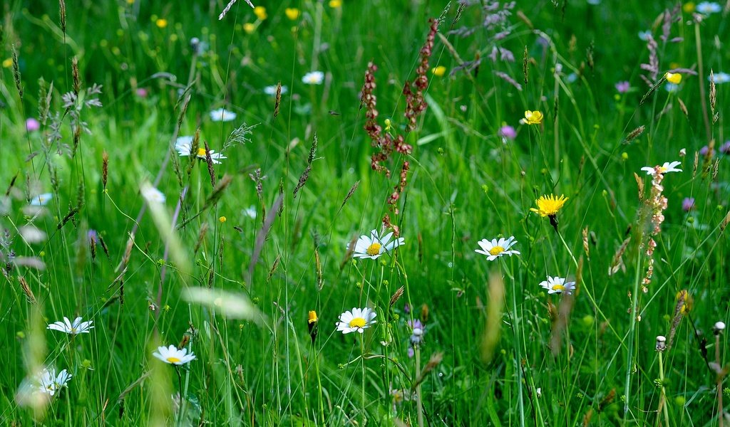 Обои цветы, трава, макро, поле, flowers, grass, macro, field разрешение 4288x1804 Загрузить