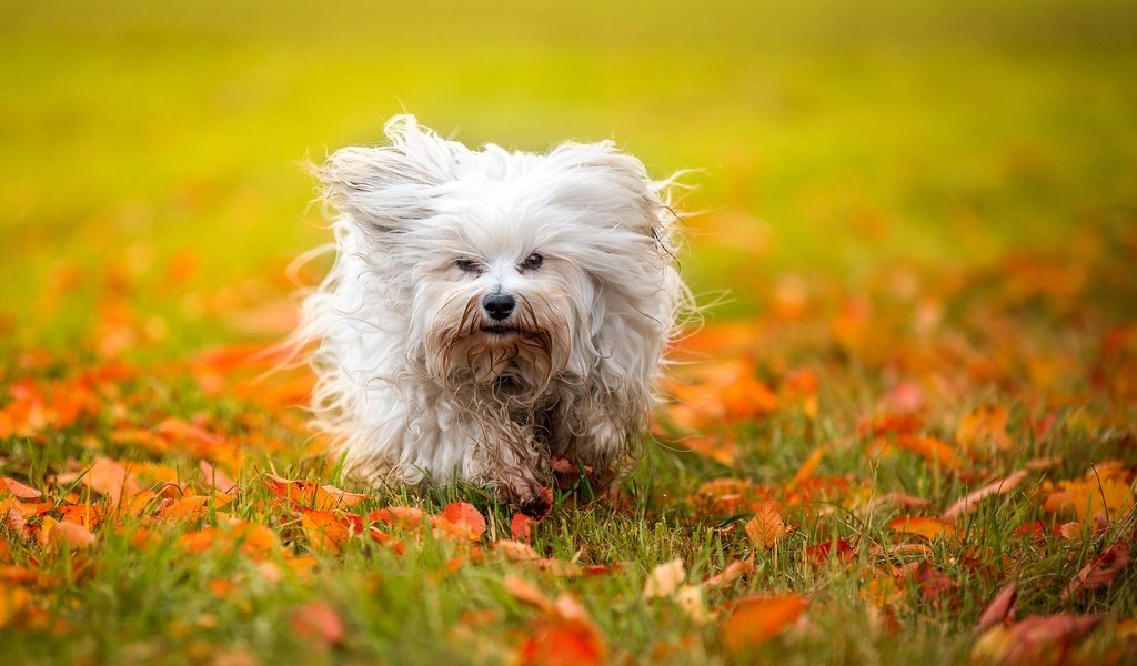 Обои листья, осень, собака, гаванский бишон, лохматая, leaves, autumn, dog, the havanese, shaggy разрешение 2048x1239 Загрузить