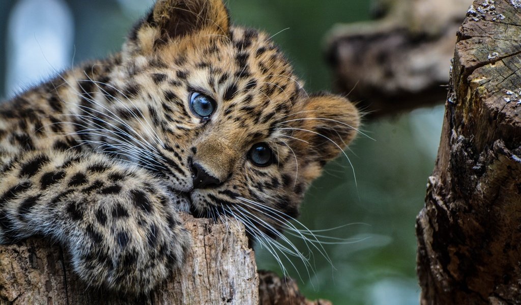 Обои взгляд, леопард, хищник, животное, окрас, детеныш, look, leopard, predator, animal, color, cub разрешение 2048x1365 Загрузить