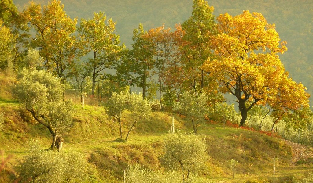 Обои деревья, холмы, пейзаж, осень, trees, hills, landscape, autumn разрешение 2880x2160 Загрузить