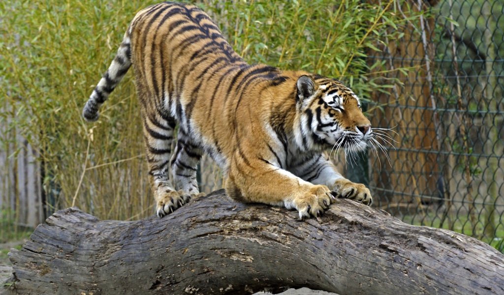 Обои тигр, кошка, бревно, амурский, tiger, cat, log, amur разрешение 2880x1920 Загрузить