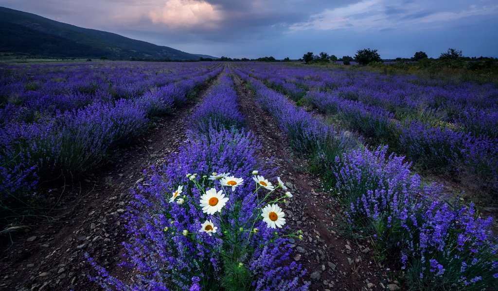 Обои цветы, поле, лаванда, ромашки, flowers, field, lavender, chamomile разрешение 1920x1200 Загрузить