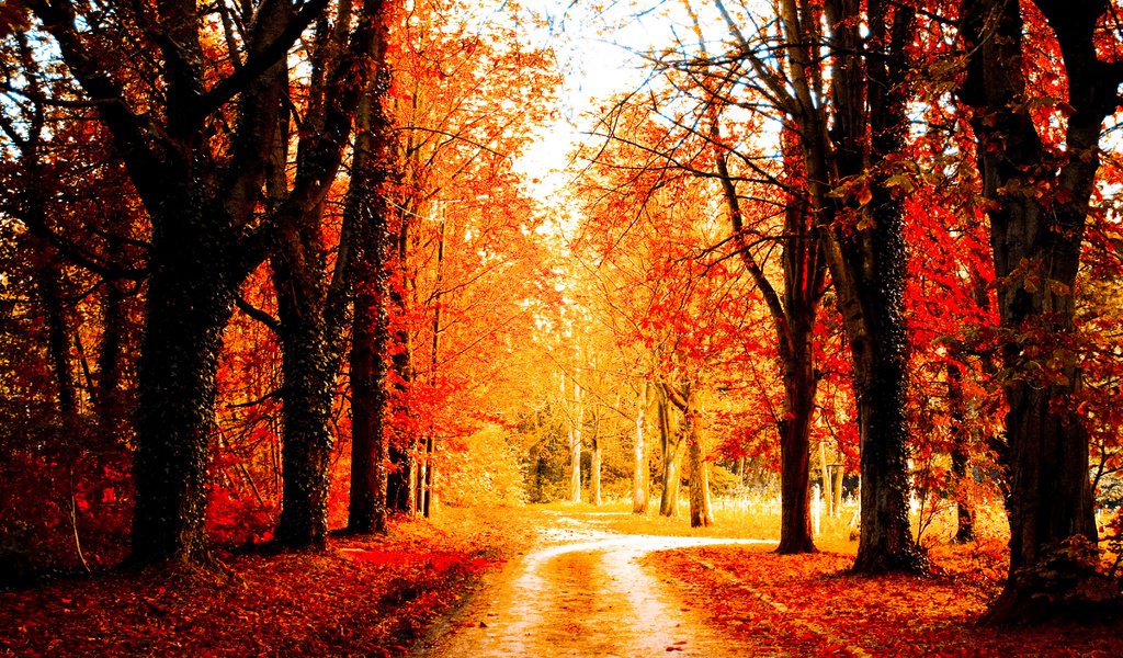 Обои дорога, деревья, пейзаж, осень, road, trees, landscape, autumn разрешение 4272x2848 Загрузить