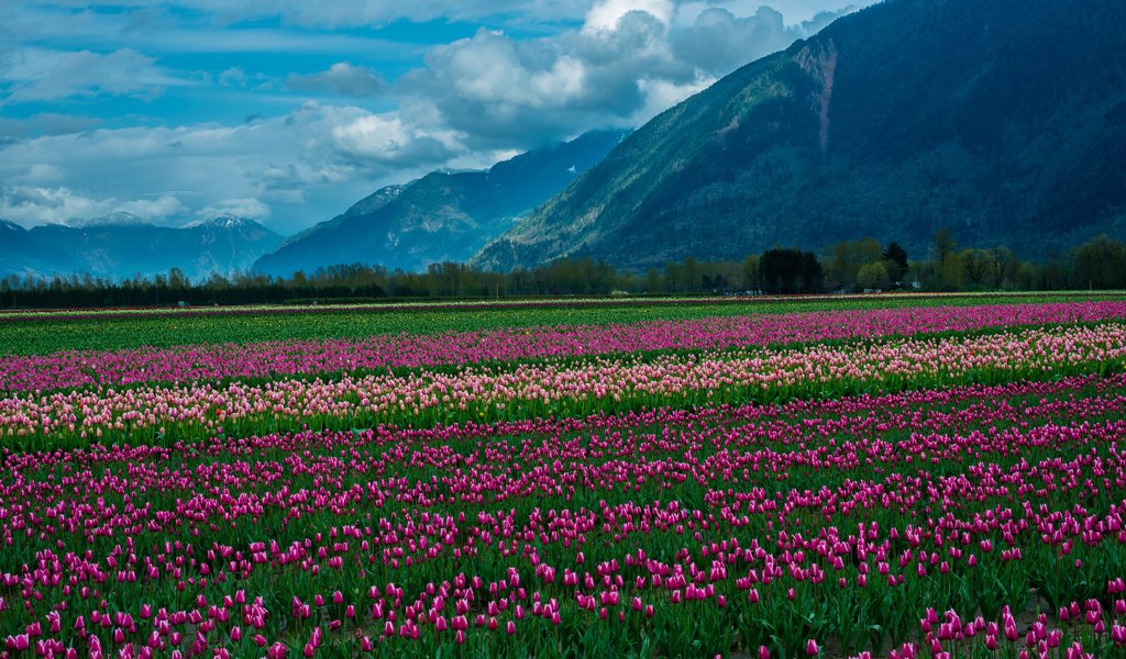 Обои небо, цветы, облака, горы, снег, природа, пейзаж, тюльпаны, the sky, flowers, clouds, mountains, snow, nature, landscape, tulips разрешение 2048x1367 Загрузить