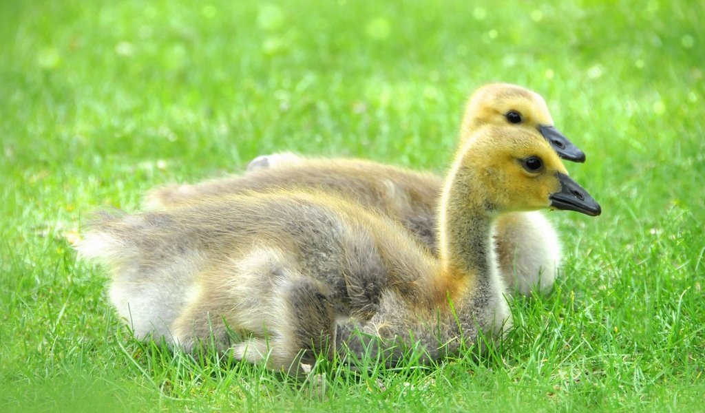 Обои трава, природа, птицы, утята, утки, маленькие, grass, nature, birds, ducklings, duck, small разрешение 2048x1360 Загрузить