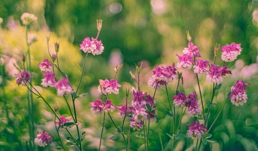 Обои цветы, бутоны, листья, стебли, боке, водосбор, flowers, buds, leaves, stems, bokeh, the catchment разрешение 2048x1365 Загрузить