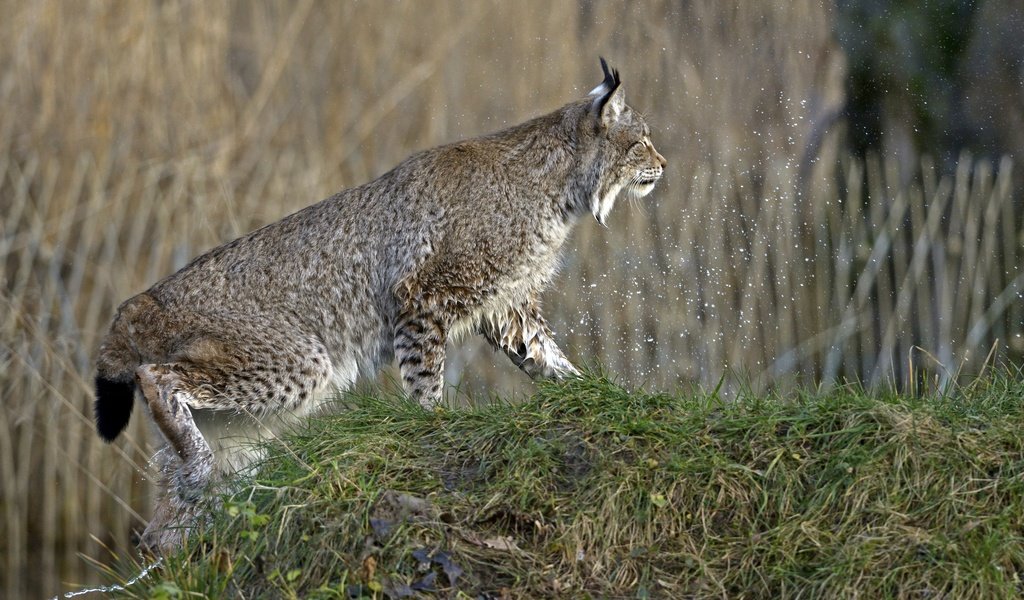 Обои трава, природа, рысь, кошка, брызги, профиль, холм, grass, nature, lynx, cat, squirt, profile, hill разрешение 2880x1922 Загрузить