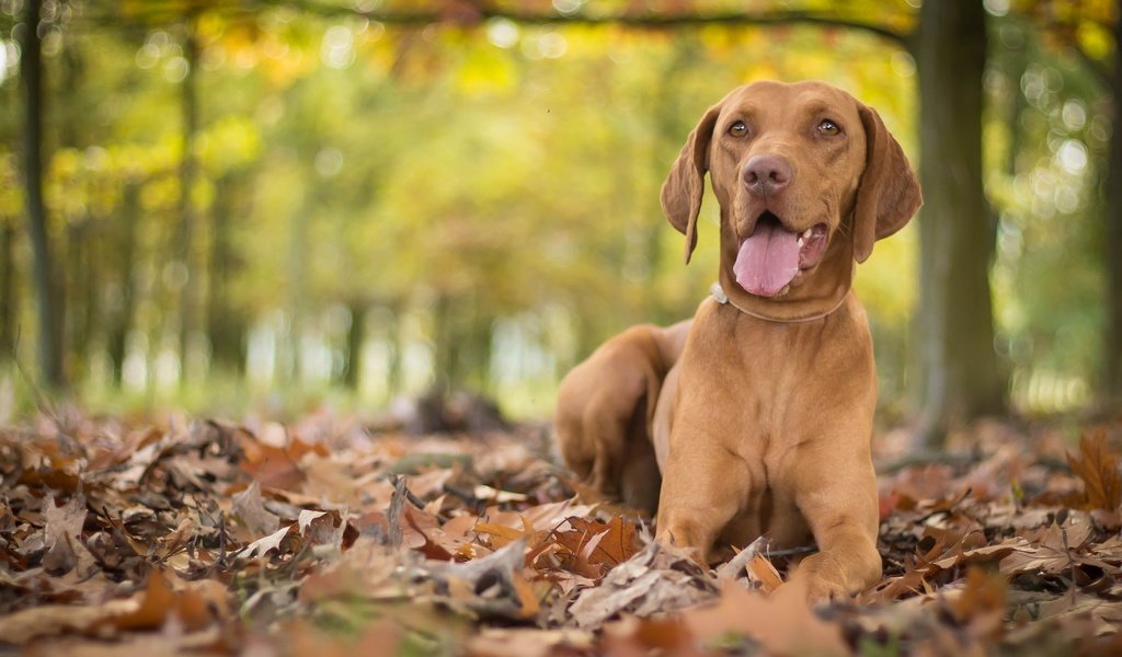 Обои листья, осень, собака, язык, боке, выжла, leaves, autumn, dog, language, bokeh, vizslas разрешение 3805x2325 Загрузить