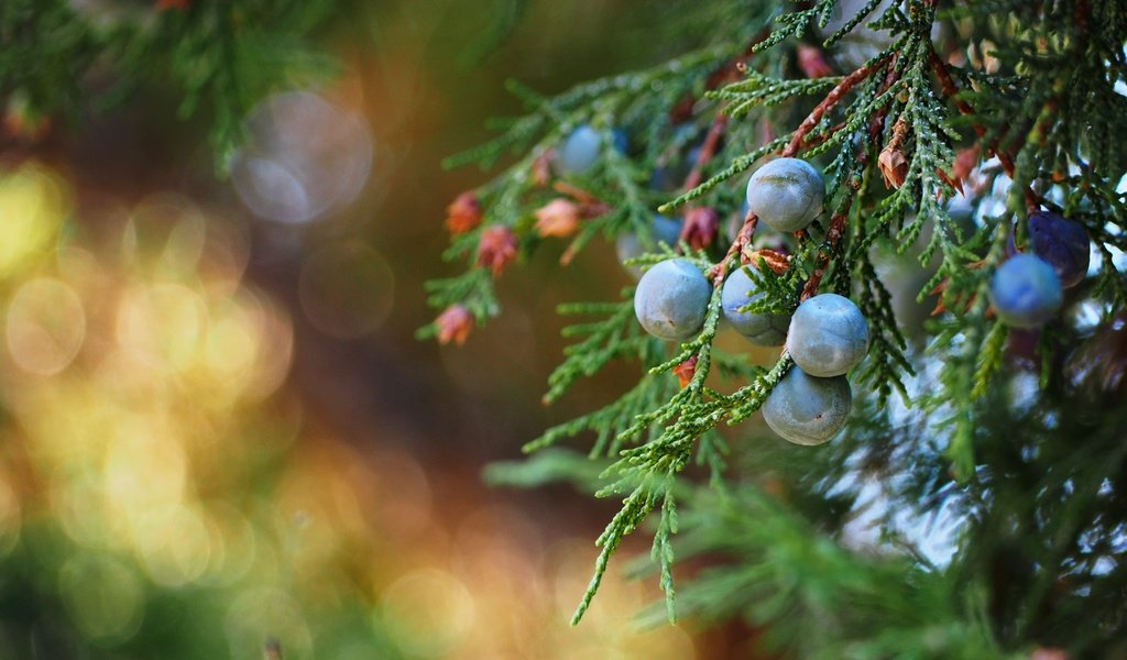 Обои природа, макро, ветки, ягоды, можжевельник, nature, macro, branches, berries, juniper разрешение 4502x2532 Загрузить