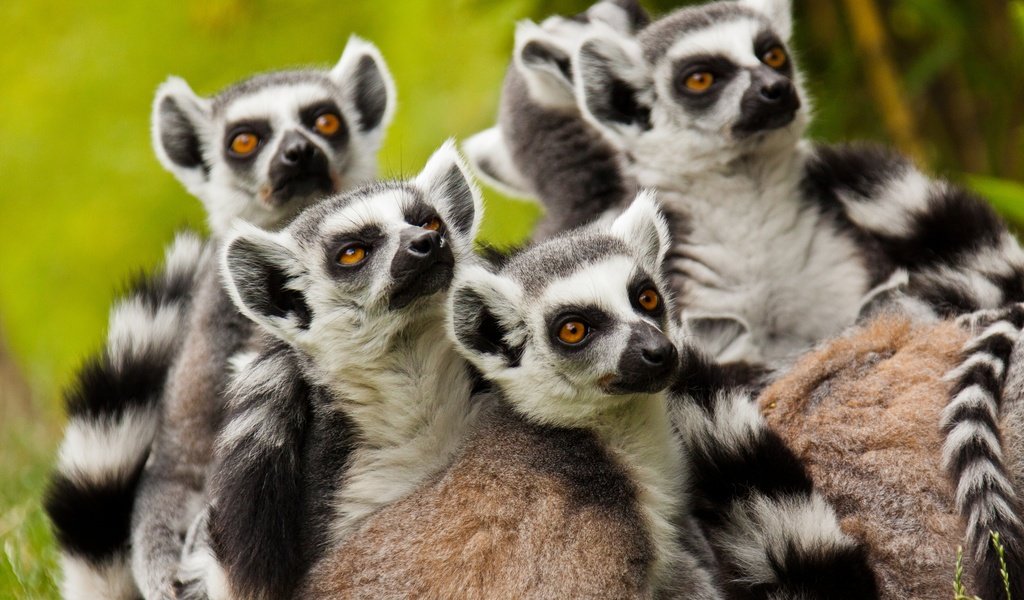 Обои лемуры, лемур, приматы, семейство, кошачий лемур, катта, lemurs, lemur, primates, family, a ring-tailed lemur, katta разрешение 2880x1920 Загрузить