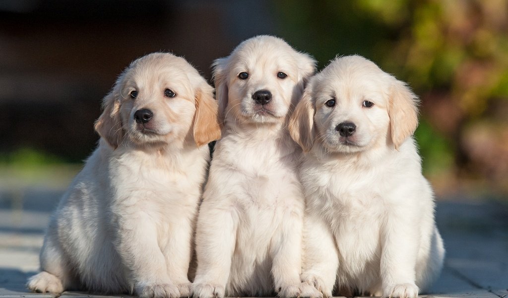 Обои щенки, собаки, трио, золотистый ретривер, троица, puppies, dogs, trio, golden retriever, trinity разрешение 2880x2304 Загрузить