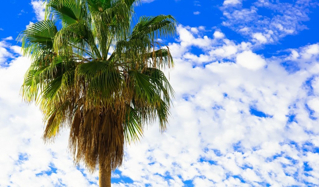 Обои небо, облака, пальма, веерные листья, the sky, clouds, palma, fan leaves разрешение 2880x1908 Загрузить