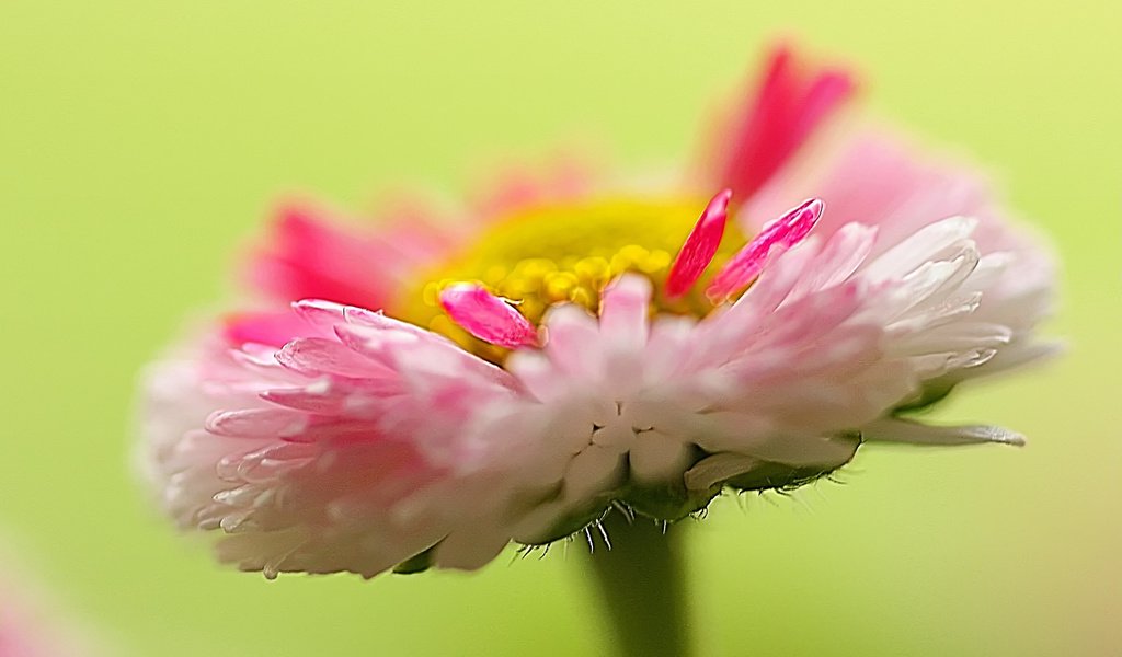 Обои природа, макро, цветок, лепестки, растение, маргаритка, nature, macro, flower, petals, plant, daisy разрешение 2048x1365 Загрузить