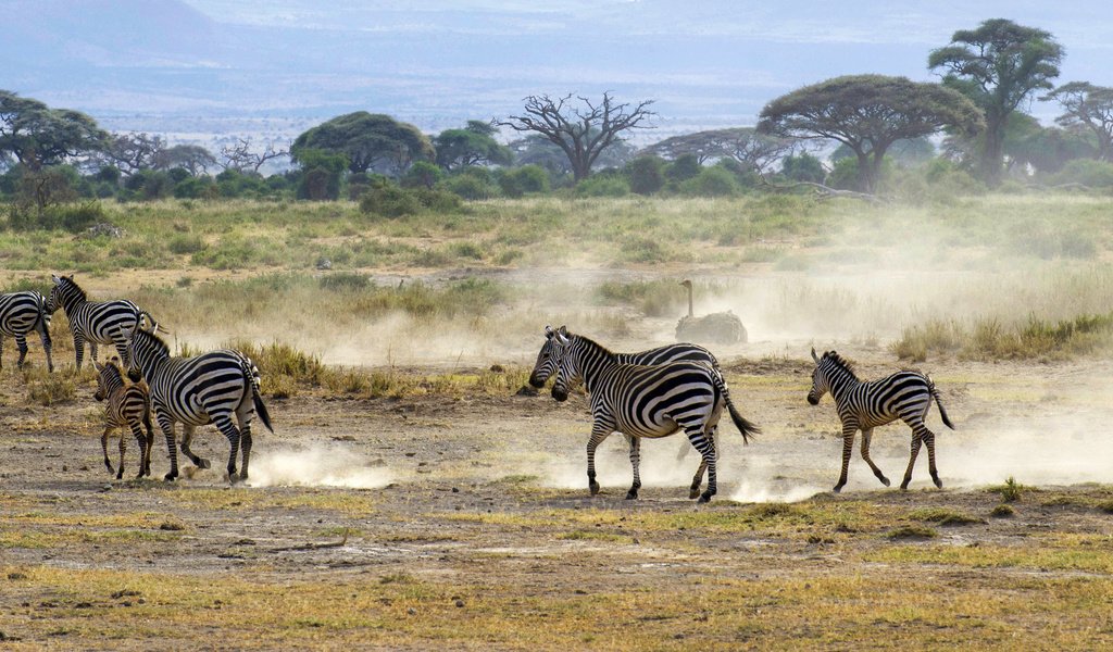 Обои пейзаж, кусты, африка, пыль, саванна, зебры, страус, landscape, the bushes, africa, dust, savannah, zebra, ostrich разрешение 2800x1211 Загрузить