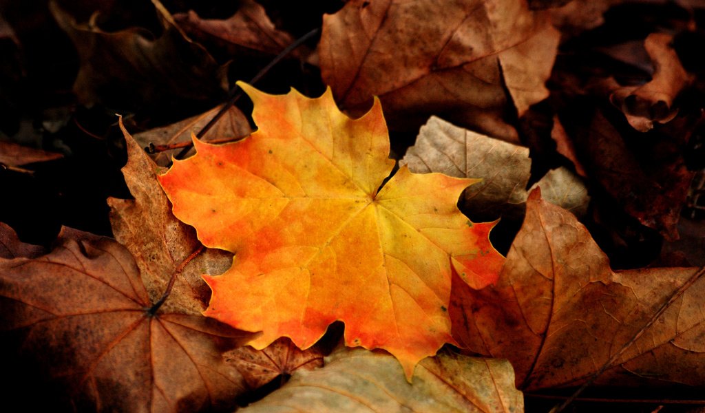 Обои листья, макро, осень, клен, leaves, macro, autumn, maple разрешение 3872x2592 Загрузить