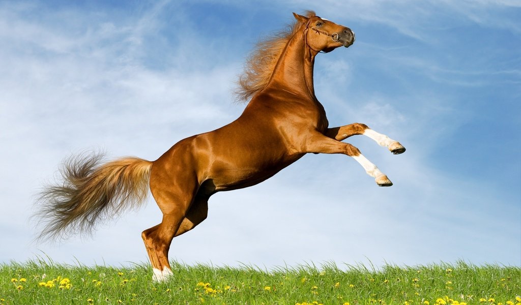 Обои небо, лошадь, поле, лето, одуванчики, конь, коричневый, резвится, the sky, horse, field, summer, dandelions, brown, sports разрешение 2880x2097 Загрузить
