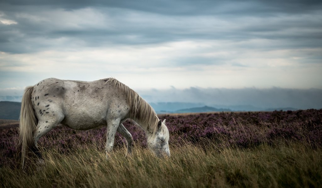 Обои лошадь, природа, пейзаж, horse, nature, landscape разрешение 2048x1365 Загрузить