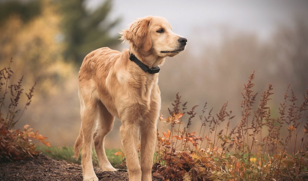 Обои взгляд, собака, друг, золотистый ретривер, голден ретривер, look, dog, each, golden retriever разрешение 1920x1189 Загрузить