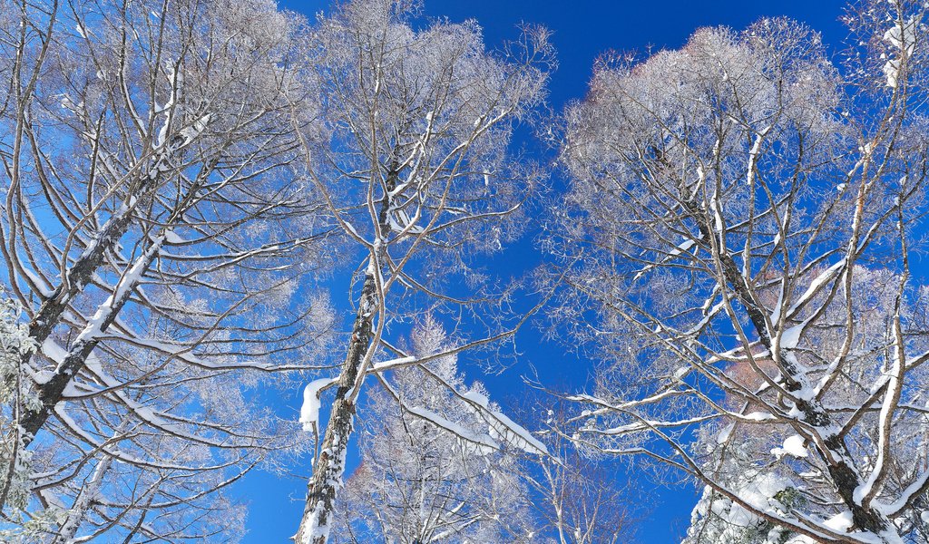 Обои небо, деревья, снег, зима, the sky, trees, snow, winter разрешение 2048x1363 Загрузить