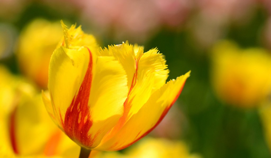 Обои цветы, макро, лепестки, весна, тюльпаны, flowers, macro, petals, spring, tulips разрешение 2048x1356 Загрузить