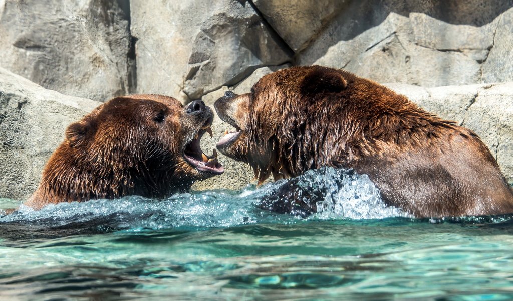 Обои вода, природа, медведи, water, nature, bears разрешение 2560x1600 Загрузить