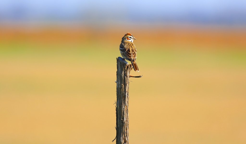 Обои птица, воробей, деревянный столб, bird, sparrow, wood post разрешение 2048x1573 Загрузить