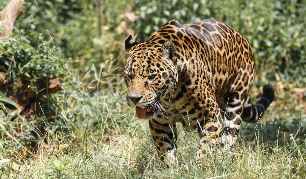 Обои хищник, ягуар, прогулка, язык, зоопарк, дикая кошка, predator, jaguar, walk, language, zoo, wild cat разрешение 2048x1366 Загрузить